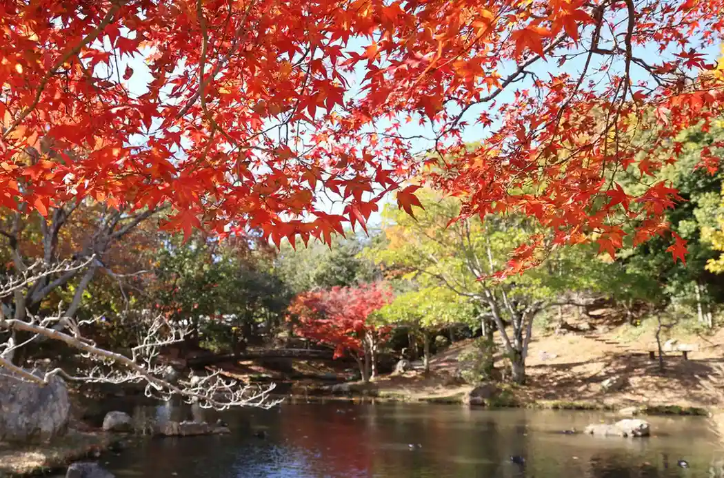 Japan November 2026 guided tour